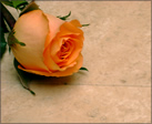 Go to Travertine products